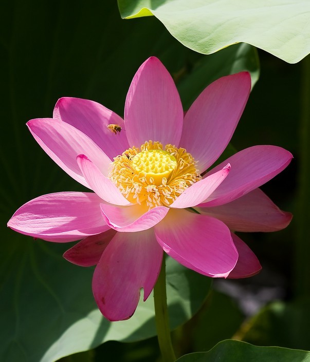 ceQJCsHLK8P6.jpg ceQJCsHLK8P6.jpg