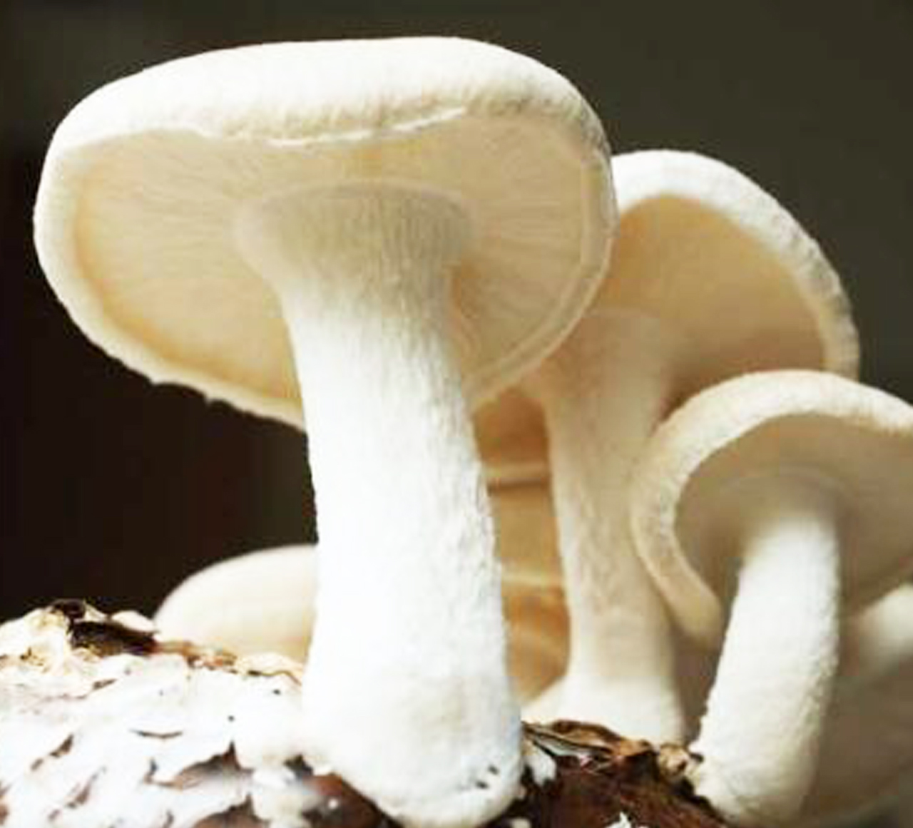 蘑菇環境監控系統